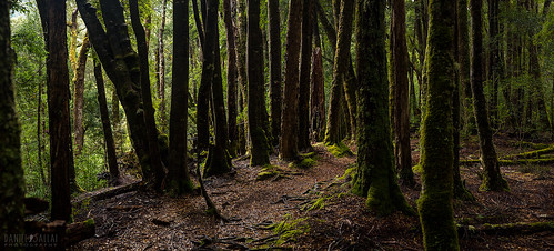 Overland Track